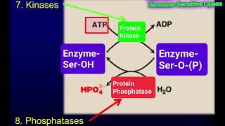 Covalent Modification II Regulation of Enzymes by Phosphorylation Metabolism Made Easy [upl. by Ycram]