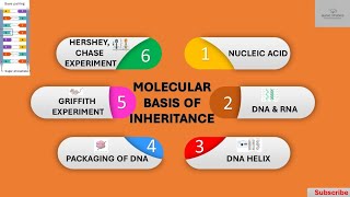 Griffith Hershey amp Chase Experiment Molecular basis of inheritance class 12  NEET CBSE [upl. by Sorgalim636]