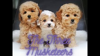 8 weeks old sweet and tiny Poochon Puppies Toy PoodleBichon Frise puppy 2023 puppydog [upl. by Lydie]