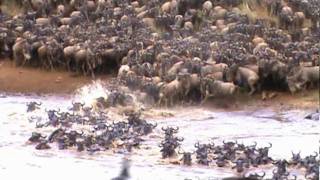 AMAZING FOOTAGE OF WILDEBEEST CROSSING THE MARA RIVER [upl. by Niawtna]