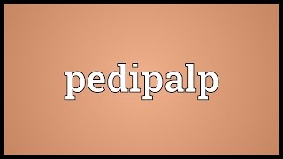 Pedipalp Meaning [upl. by Dulcle]