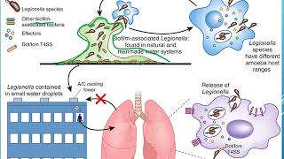 Legionella pneumophila [upl. by Leachim]