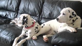 103 Dalmatians [upl. by Festatus]