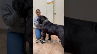 203lbs Boerboel Do you want a 140lbs Runt or a 180lbs plus Savage boerboel bigdog jakepaul [upl. by Baiel345]