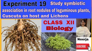 Study symbiotic associationroot nodules of legumescuscuta on hostlichensExpt19 class 12biology [upl. by Areic856]