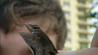 Catching Brown Anoles in Florida [upl. by Betthezul]