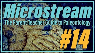 Microstream 14  Search for Menefee Microfossils [upl. by Adan]