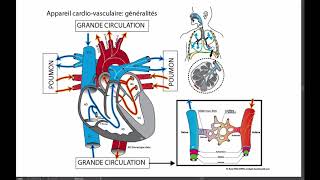 Généralités sur lappareil cardiovasculaire [upl. by Koser]