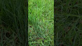 what is creeping bent grass and why is it undesired in a wisconsin home lawn [upl. by Brabazon]