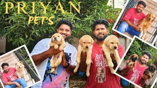 Dog for sale in Chennai With Price  Cheapest Dog Kennel in Chennai  Priyan pets Ambattur Petta rap [upl. by Elicec15]