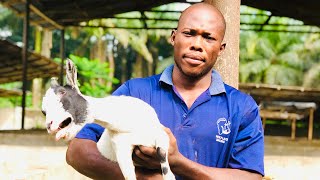 How To Start Goat Farming In Nigeria [upl. by Yurt]