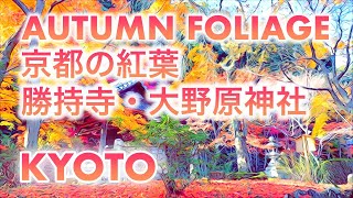 秋の京都 花の寺 勝持寺 大原野神社 の紅葉（京都市西京区）Autumn foliage Kyoto Shojiji temple amp Oharano shrine 紫式部 [upl. by Nappy230]