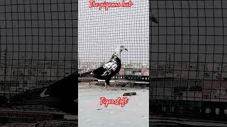 Racing homer Tiger grizzle subscribe racerpigeon [upl. by Ninette]