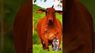 bull dairyanimals animals cowcows farming cow cowes farmer haiderhaiderrecords cowcow [upl. by Lorrimer347]