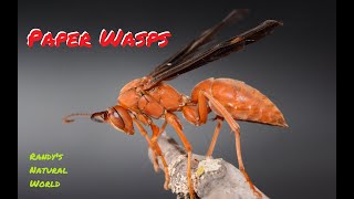 Paper Wasps [upl. by Reitman196]