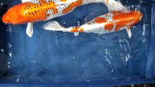 israel high quality koi from Madankoi [upl. by Faustina]