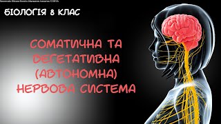 Біологія 8 клас Соматична та вегетативна автономна нервова система [upl. by Ailam]