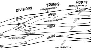 The Brachial Plexus Animated Review HD [upl. by Oskar]