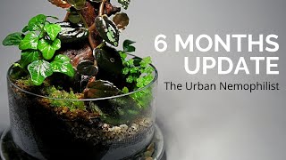 Terrarium in a Cloche 6 Months Update [upl. by Eel]