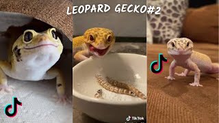 Funny Leopard Gecko  TikTok amp İnstagram Compilation 2023 4K PART 2 [upl. by Jessie204]