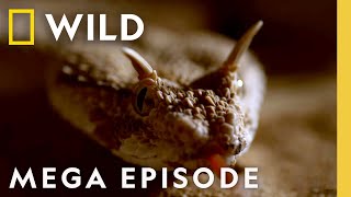 Dead by Dawn The World of Killer Creatures MEGA EPISODE  S1 COMPILATION  Nat Geo Wild [upl. by Nairda]