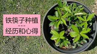 种铁筷子圣诞玫瑰的一些心得 Growing Hellebores tips [upl. by Doris]