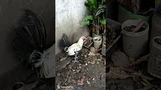 Mga Quality Manok Panabong ni Burdoguy Kapsul [upl. by Ocker170]