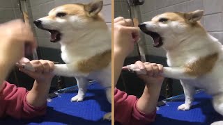 Dramatic Shiba Inu Scream at Vet while Getting Nails Clipped [upl. by Haff]