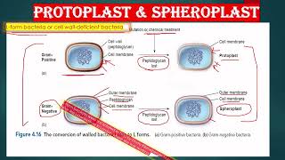 CELL WALL LESS BACTERIA AND CELL WALL DEFICIENT BACTERIA IN BENGALI L FORM SPHEROPLAST PROTOPLAST [upl. by Virginie]