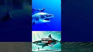 Great White Shark Attacks😱🥶🐋😤 Do Sharks Attack remix animals shortsviral [upl. by Sturrock80]