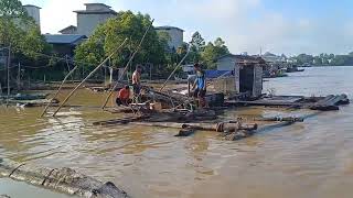 Budidaya ikan tapah panen ikan tapah di keramba [upl. by Nnaeus]