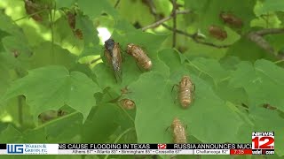 Cicadas emerge in North Georgia after 13 years [upl. by Ahtela625]