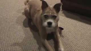 Fun With Border Terrier  Boxer Mix Dog amp Her Stuffed Fox Toy [upl. by Daenis]