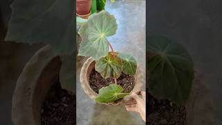 Begonia Plant Propagation from cutting 💚✨ 100 Guaranteed success shorts garden plants [upl. by Saile]