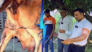 ये गाय भी 10 बार की Repeater है  Repeater Animal Treatment  बांझपन पशु ईलाज Anestrus Animal Treat [upl. by Mayda865]