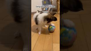 Geografie pro štěňata 🌎😁🐶 Geography for puppies papillon dog puppy doglove geography [upl. by Nahtnanhoj681]