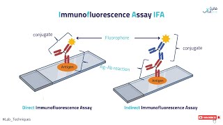 شرح مبدأ عمل تقنية Immunofluorescence Assay IFA [upl. by Maryellen300]