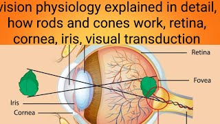 vision physiology explainedphysiology lecture 12 [upl. by King598]