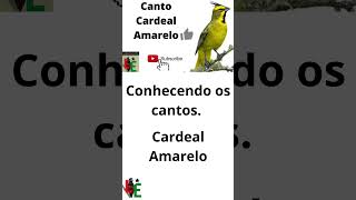 Cardeal Amarelo Canto cardeal cantodepassaros lendasdoencarte aves passarinho birds bird [upl. by Ahsel577]