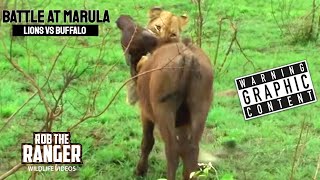 Lions Vs Buffalo Battle At Marula  Epic Safari Showdown [upl. by Jerri998]