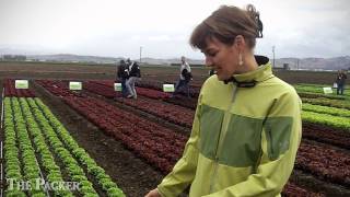 Enza Zaden showcases lettuce vegetable varieties [upl. by Lukash]