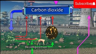 Carbon cycle  Carbon cycle animation [upl. by Racso]