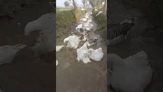 Gooses enjoying water 💦 happy goses birdsshortfeed viralvideo AnimalszokV1 [upl. by Nelleh]