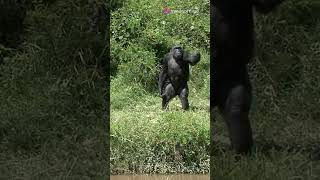 Chimpanzees The Surprising Hunters of the Jungle [upl. by Daus]