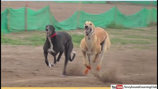 powerful running of greyhounds [upl. by Harland]