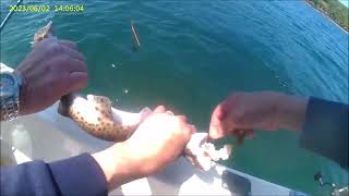 Holding Unhooking Dog Fish  Mike Warnecke Sea fishing Masterclass [upl. by Braasch]