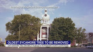 Historic sycamore tree to be removed in Rutherford County [upl. by Miahc205]