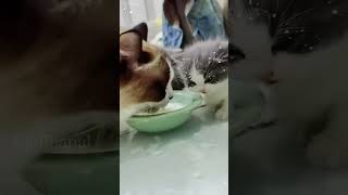 The end shortvideo cat mycatchannel funny petschannel pets yourcat yourpet [upl. by Eelam942]