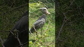 Shoebill stork the silent predator [upl. by Katerine]