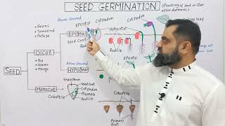 Seed Germination UrduHindi medium profmasoodfuzail Epigeal Germination Hypogeal Germination [upl. by Kim]